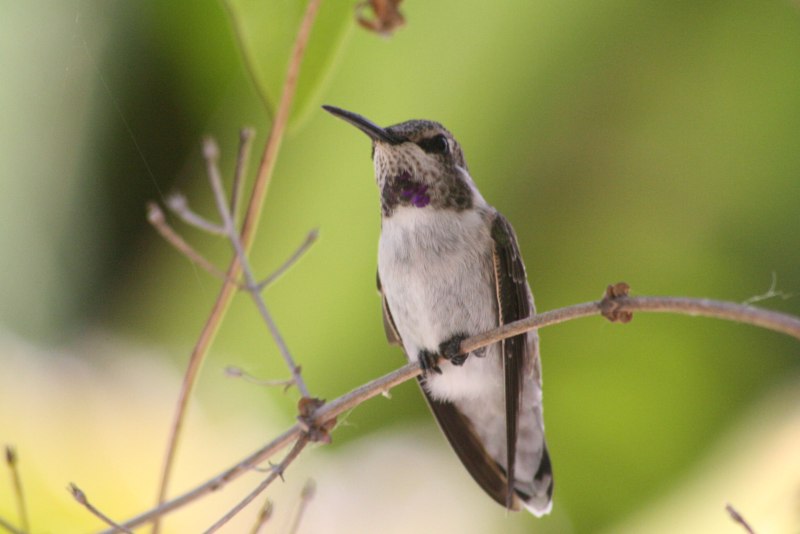 Calypte costae