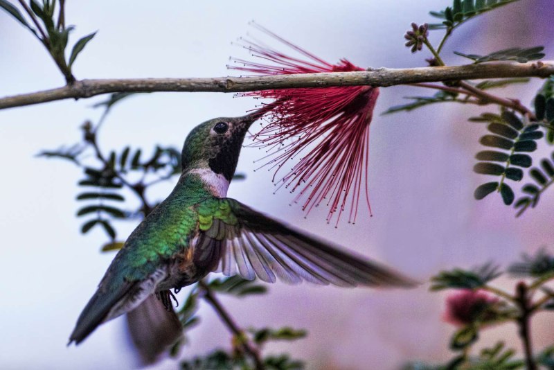 Costa's Hummingbird