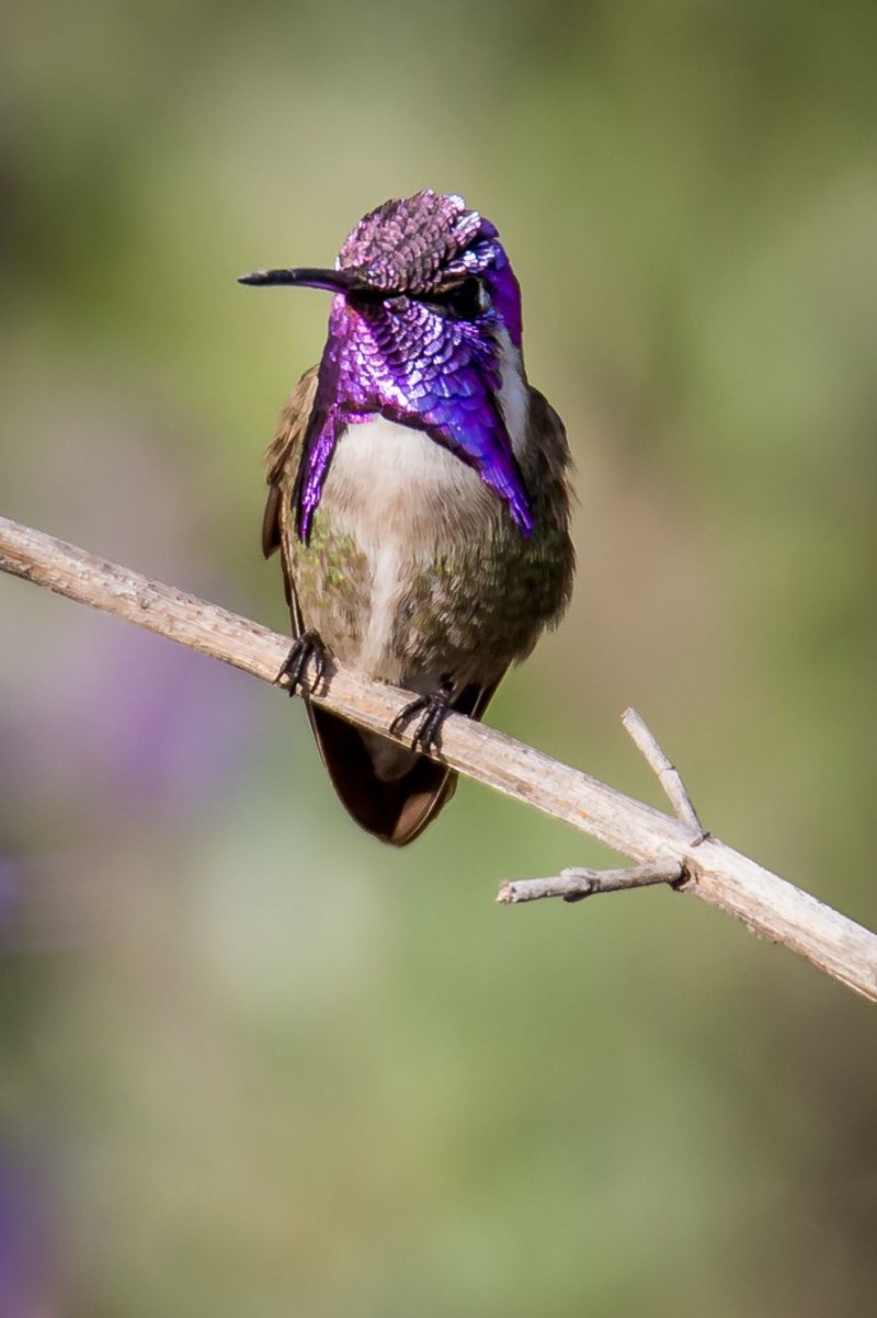 Calypte costae