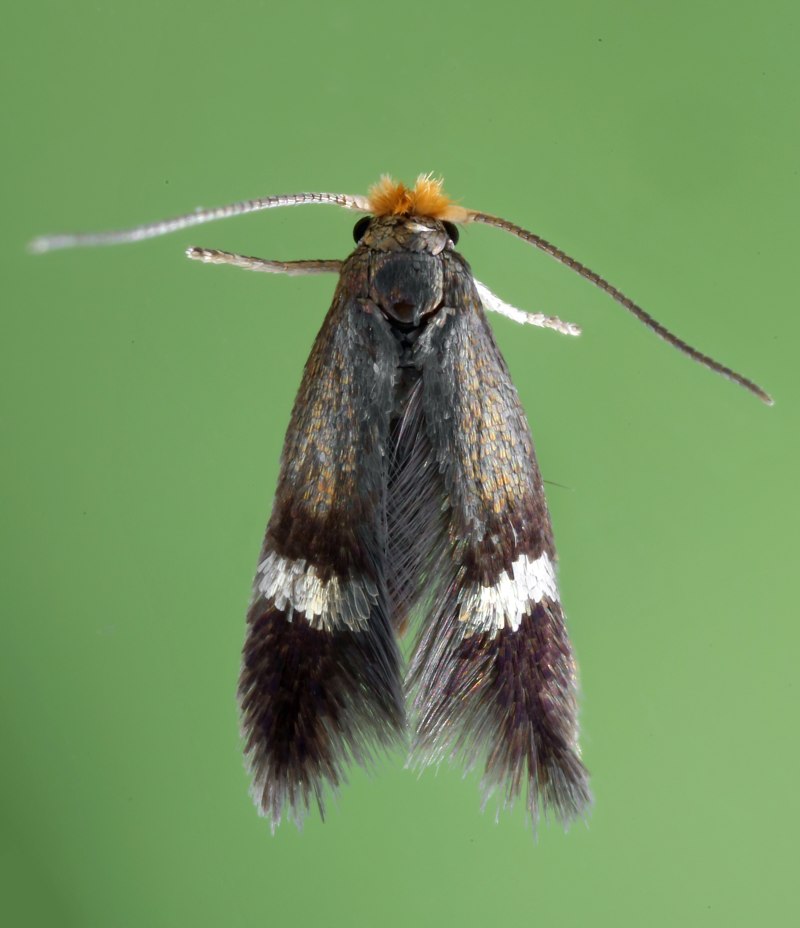 Моль Малютка Nepticulidae