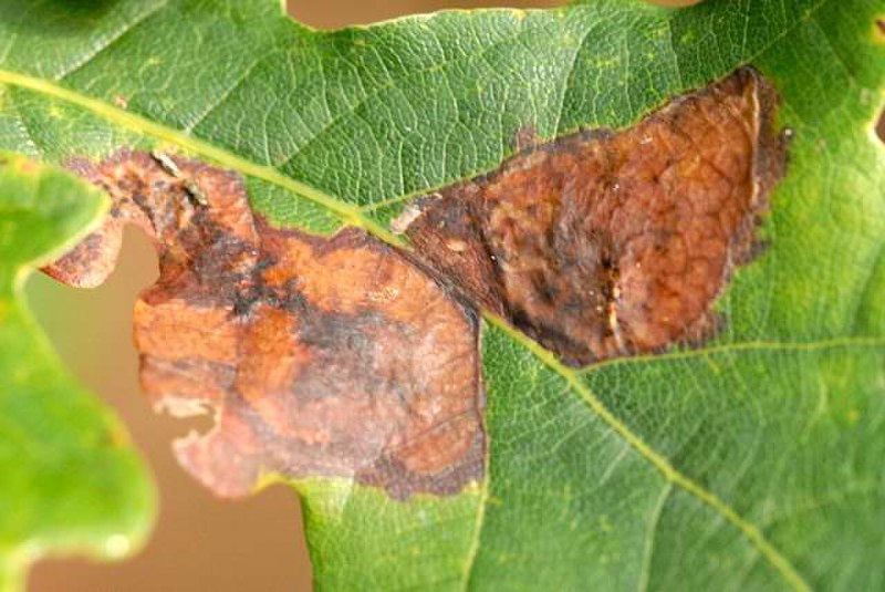 Ectoedemia hannoverella