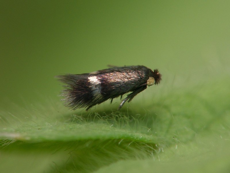 Моли-малютки семейства Nepticulidae