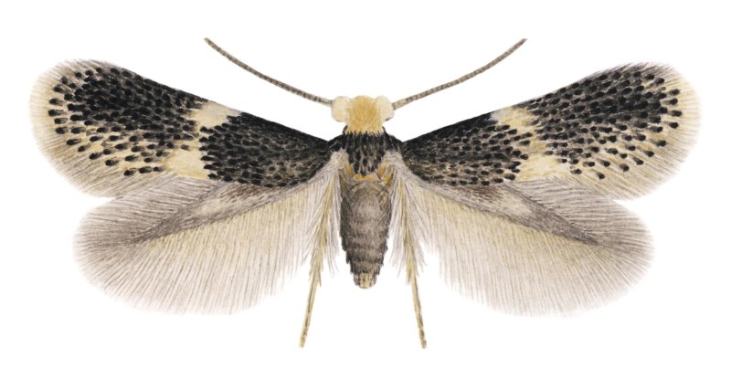 Моли-малютки семейства Nepticulidae