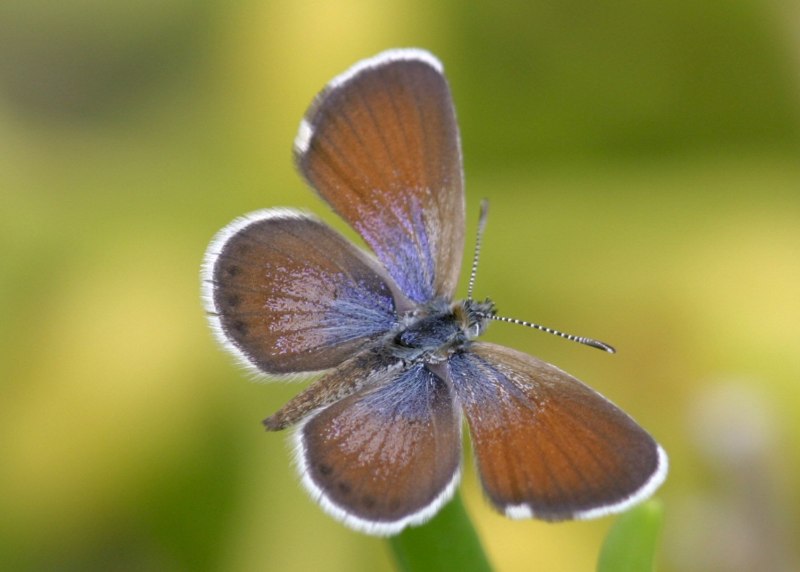 Brephidium Exilis