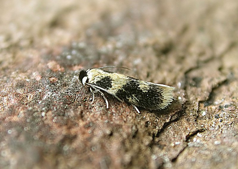 Моль Малютка Nepticulidae