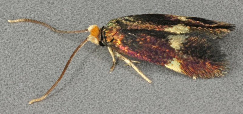 Моли-малютки семейства Nepticulidae