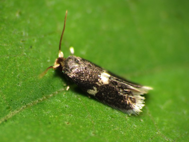 Stigmella filipendulae
