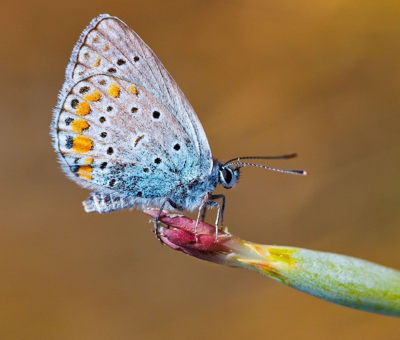 Johanssonia acetosea
