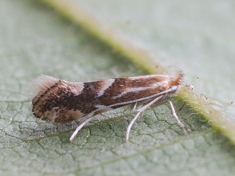 Phyllonorycter sagitella