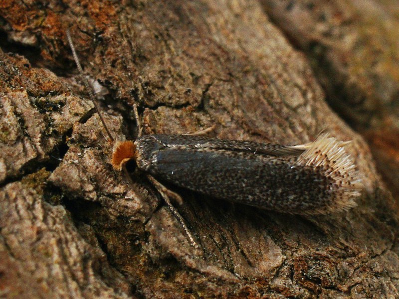 Моль Малютка Nepticulidae