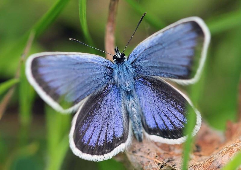 Голубянка Аргус plebejus Argus