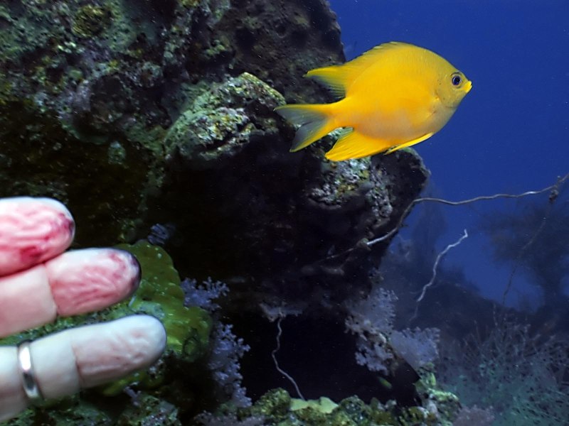 Damselfish рыба
