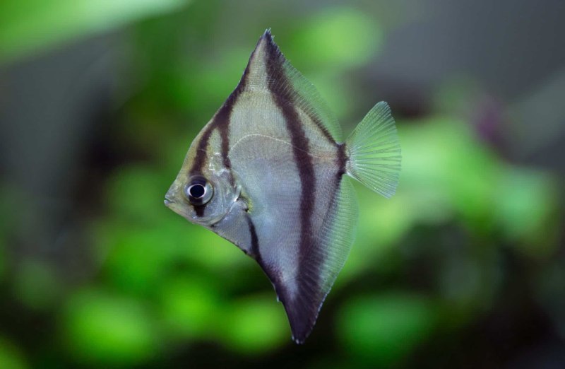 Monodactylus sebae
