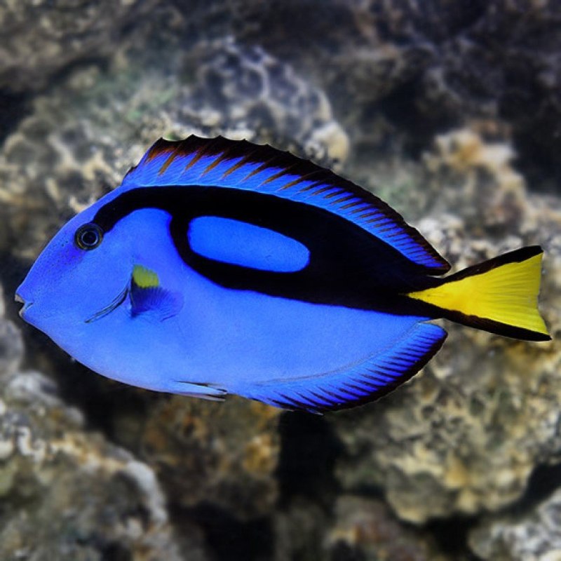 Acanthurus leucosternon