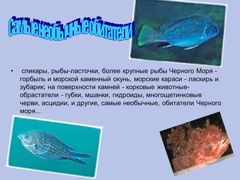 Рыба Ласточка черное море