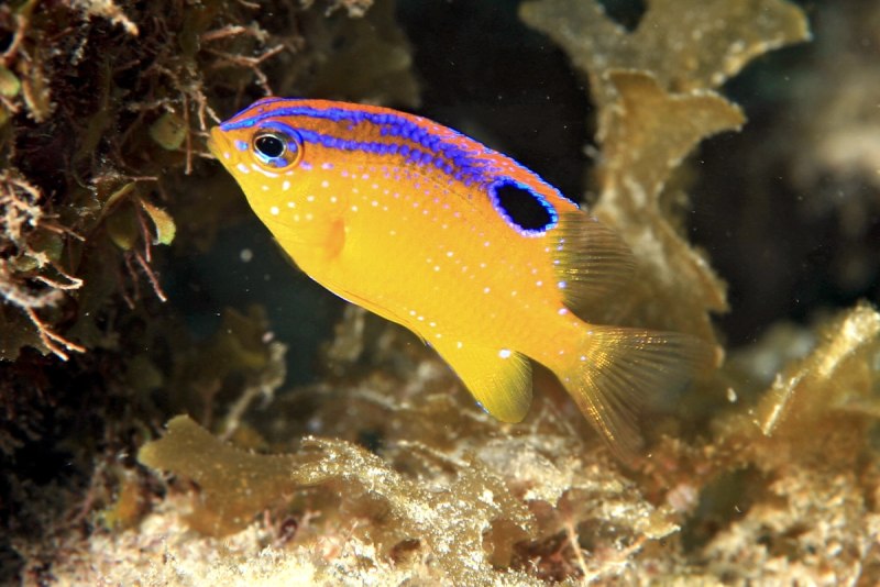 Рыбы Stegastes diencaeus