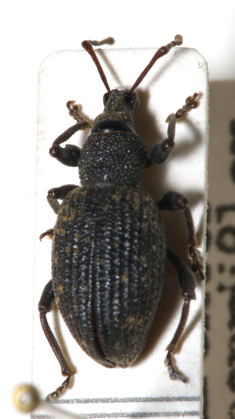 Бороздчатый долгоносик (Otiorrhynchus sulcatus)