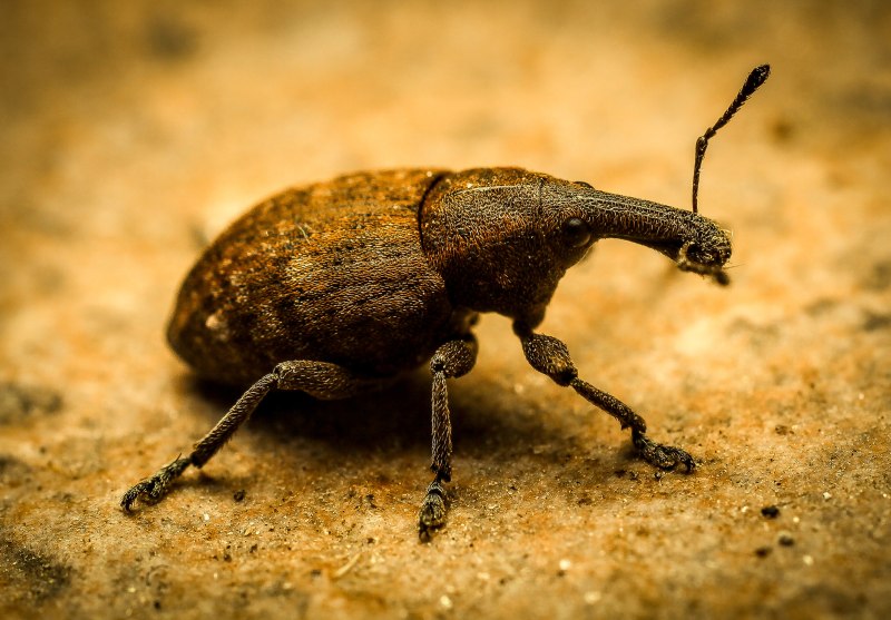 Weevil фамильярный