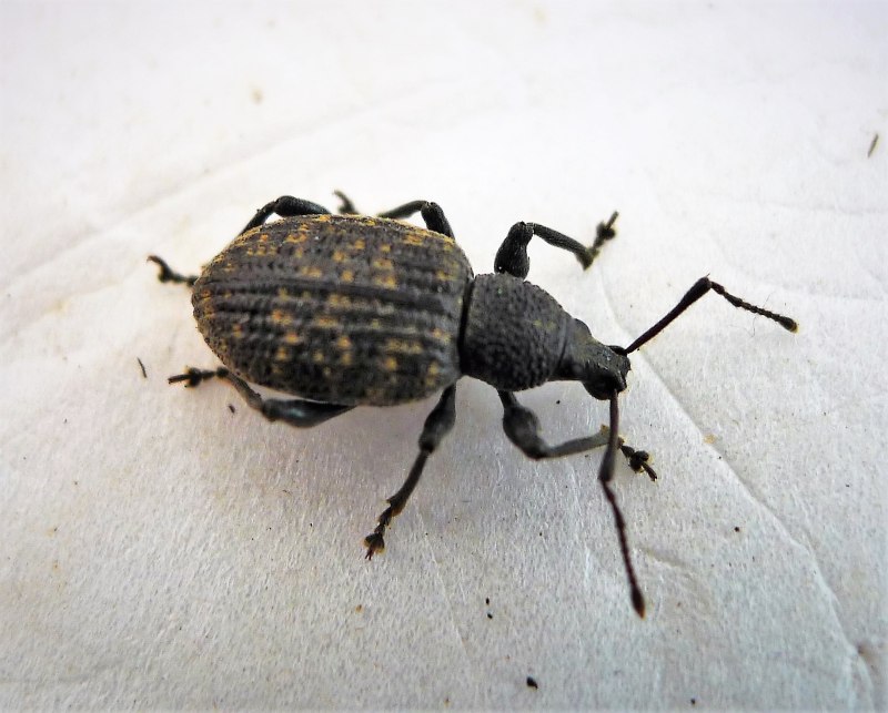 Euastacus sulcatus