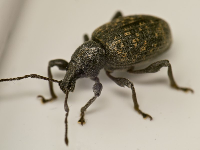 Долгоносик Otiorhynchus sulcatus