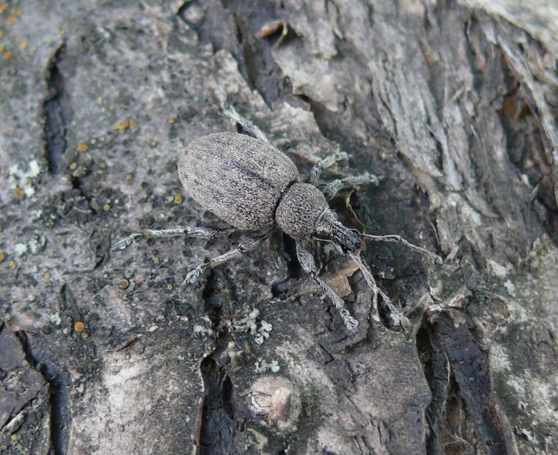 Otiorhynchus ligustici