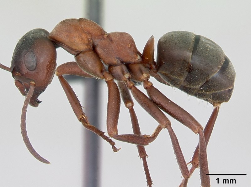Raptiformica sanguinea