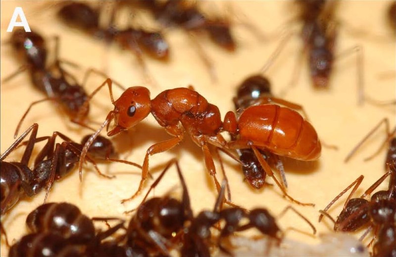 Polyergus rufescens