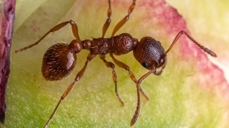 Myrmica rubra матка