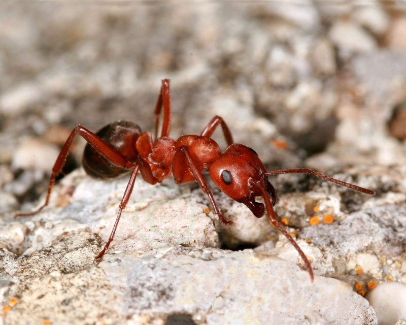 Raptiformica sanguinea