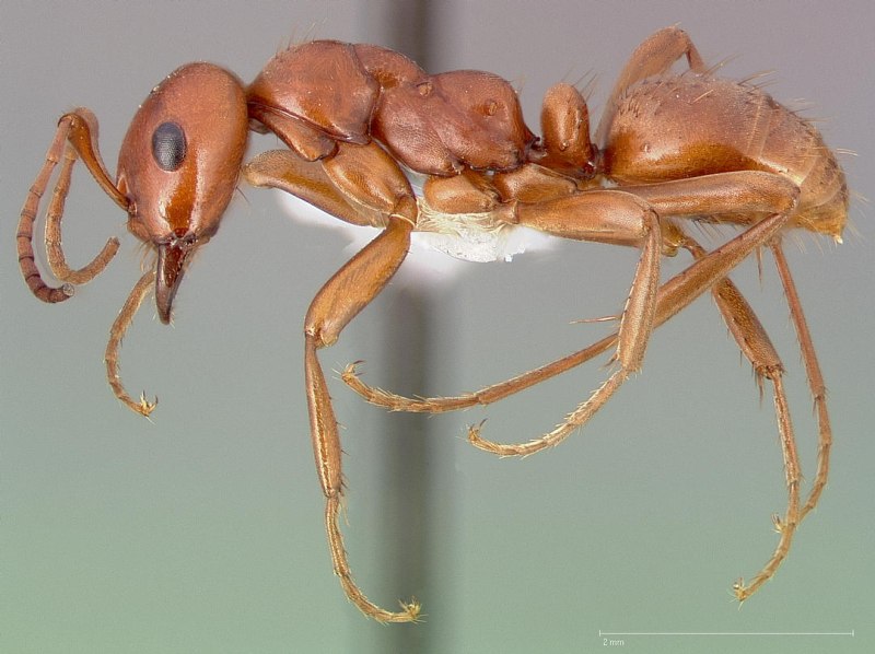 Polyergus rufescens
