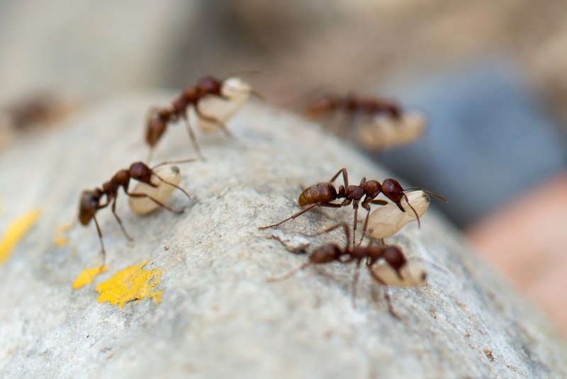 Polyergus rufescens