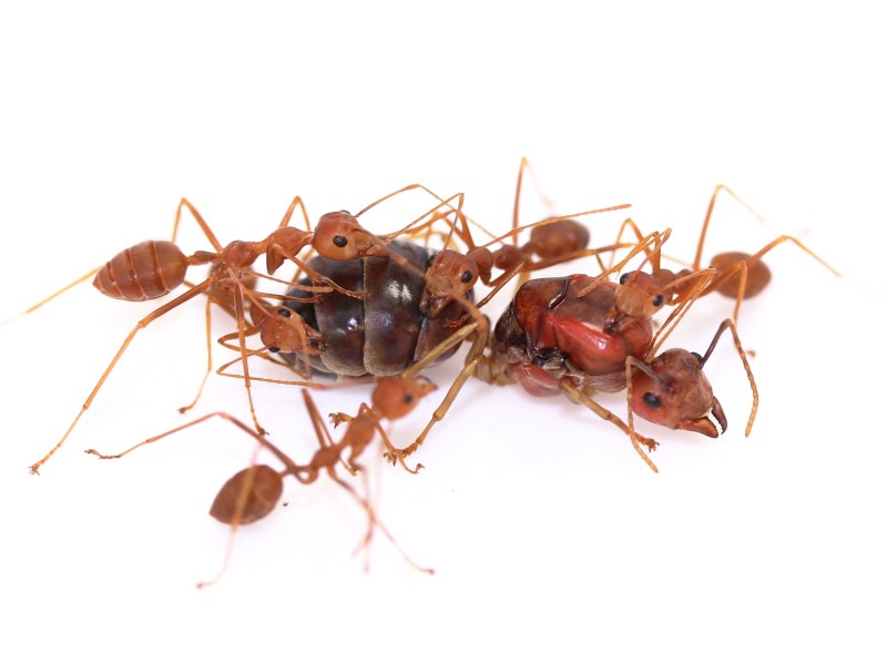 Муравей Oecophylla smaragdina