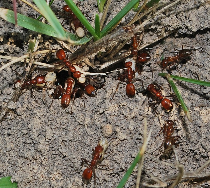 Муравей-Амазонка — Polyergus rufescens
