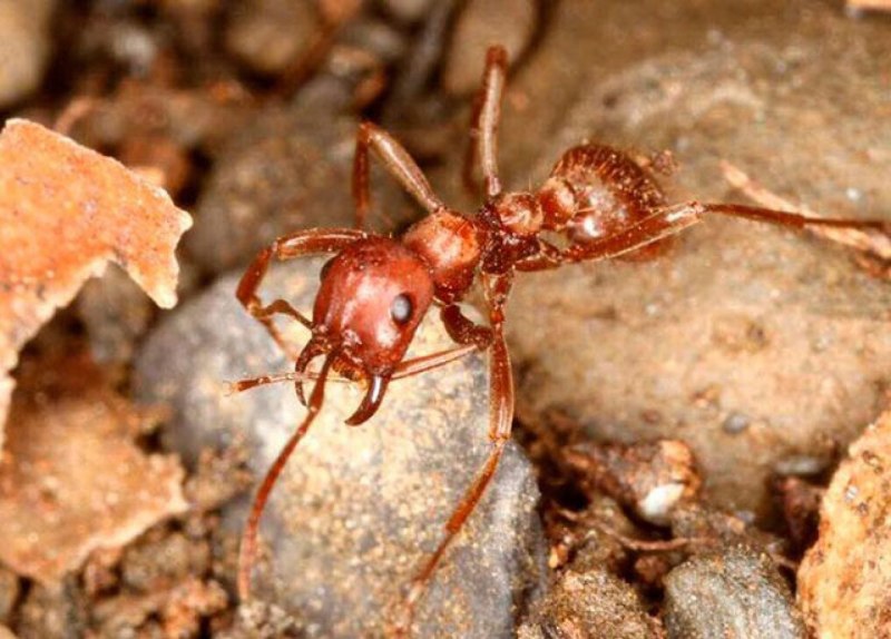 Тропический муравей (Myrmecia gulosa)