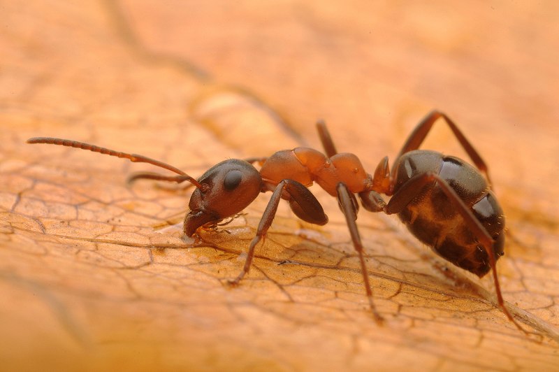 Formica (Raptiformica) sanguinea