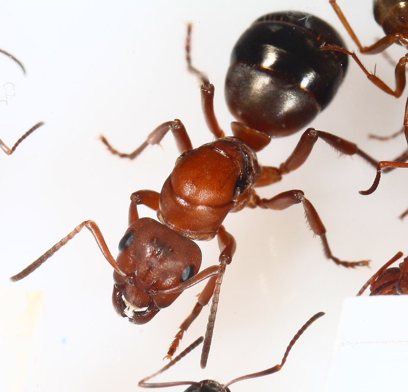 Raptiformica sanguinea