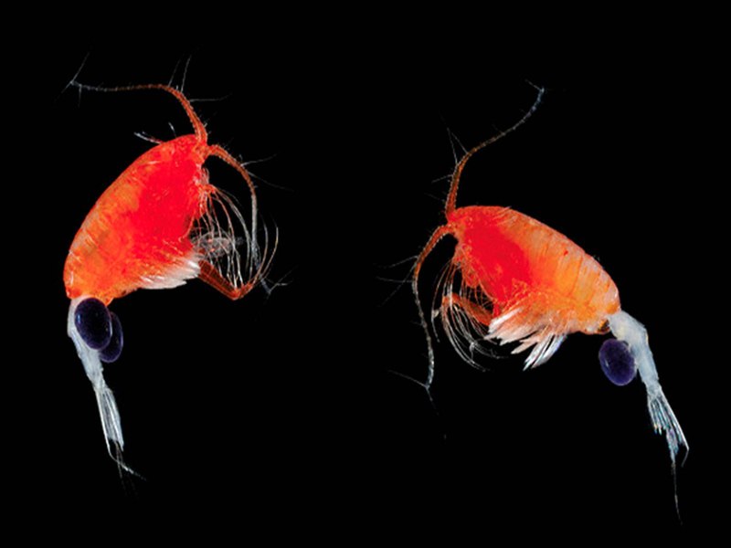 Веслоногие ракообразные (Copepoda)