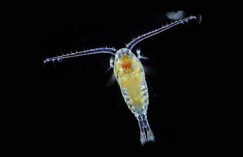 Отряд Copepoda – веслоногие