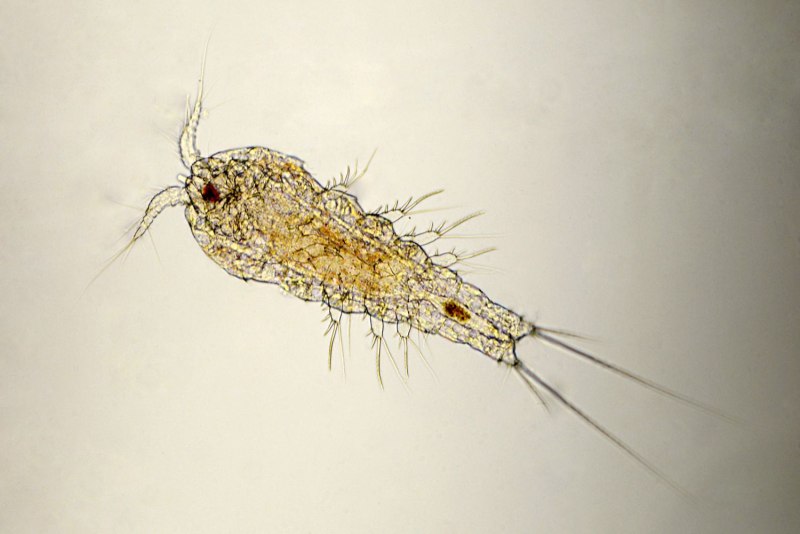 Веслоногий рачок Calocalanus Pavo