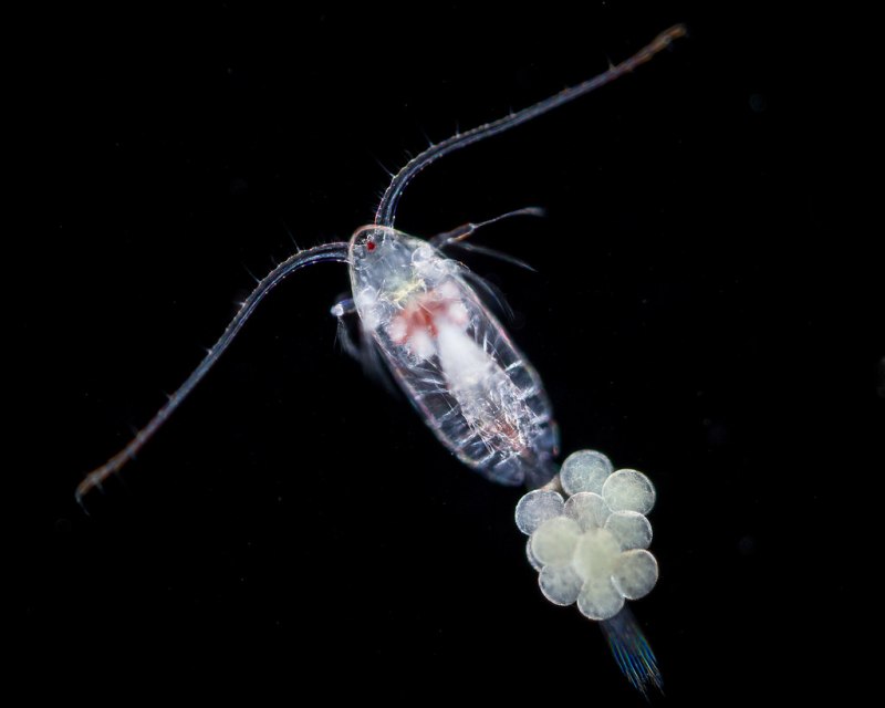 Отряд Copepoda – веслоногие