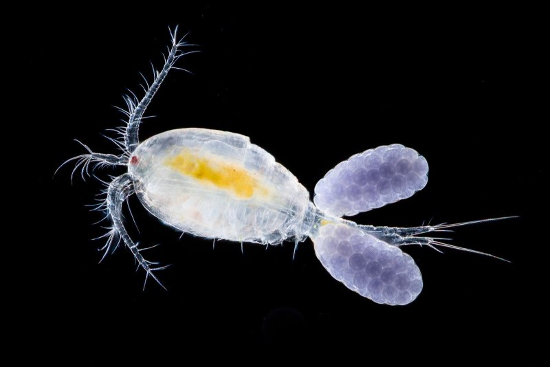Веслоногие (Copepoda),