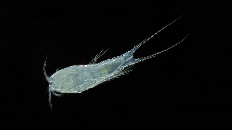 Copepoda Harpacticoida