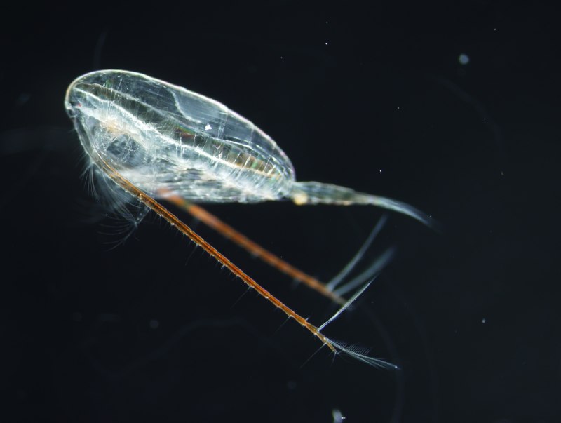 Calanus helgolandicus