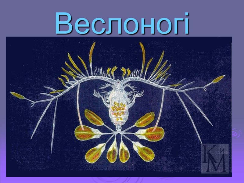 Значение в природе веслоногих