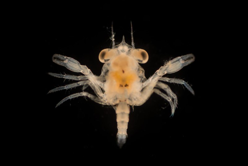 Zooplankton страшный