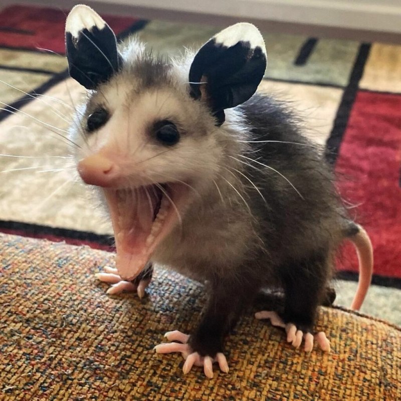 Длинноухий опоссум