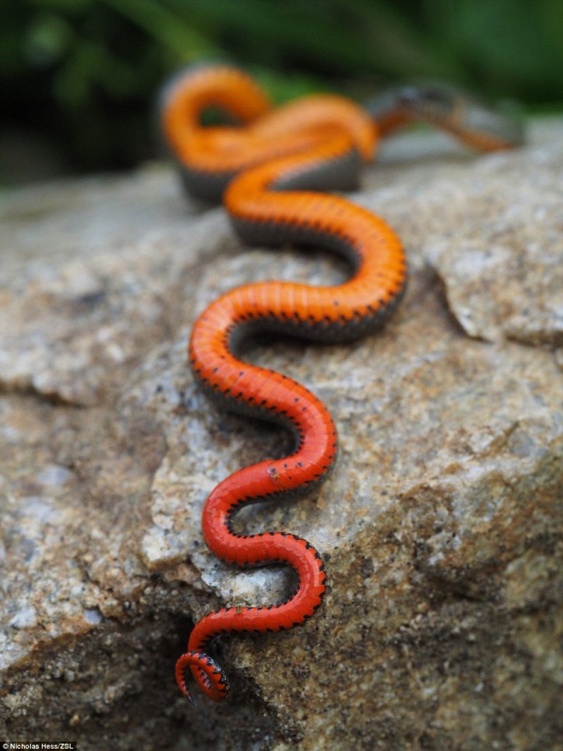 Точечная ошейниковая змея (Diadophis SP.)