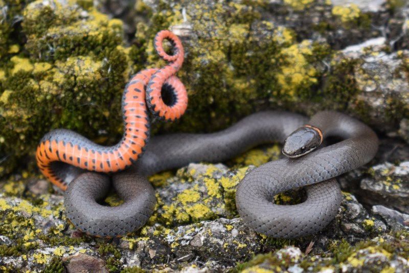 Diadophis punctatus