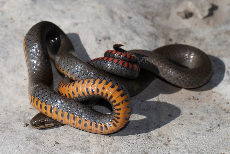 Точечная ошейниковая змея (Diadophis SP.)