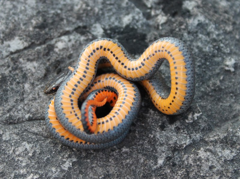 Diadophis punctatus